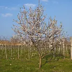 Koczor Winery & بيت ضيافة بالاتونفوريد