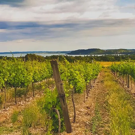 招待所 Koczor Winery &