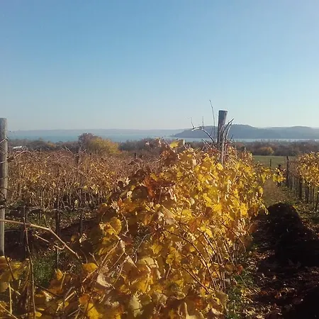 招待所 Koczor Winery &