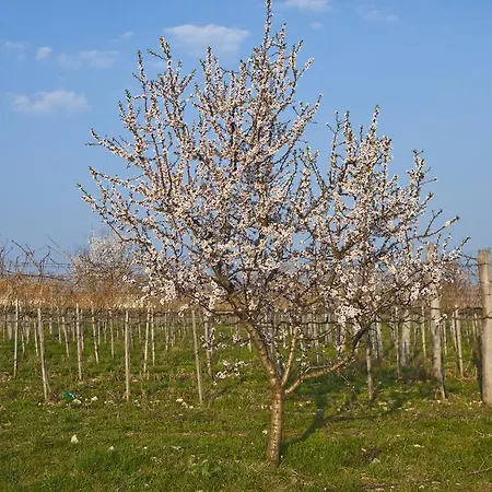 Koczor Winery & ゲストハウス バラトンフレド