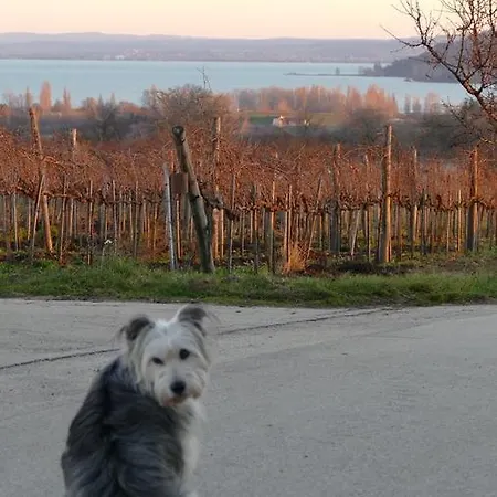 Koczor Winery & ゲストハウス バラトンフレド