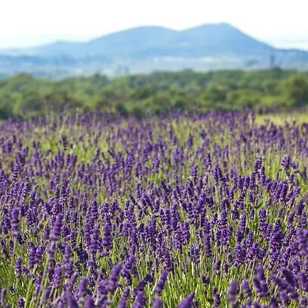 ゲストハウス Koczor Winery &