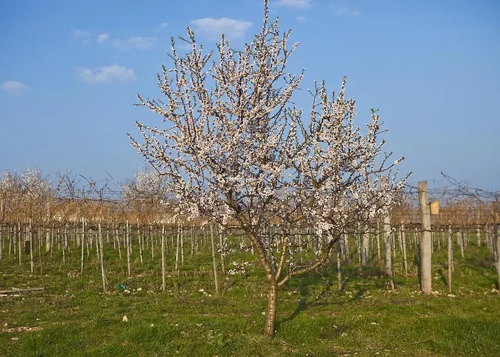 Koczor Winery & בית הארחה באלאטונפורד