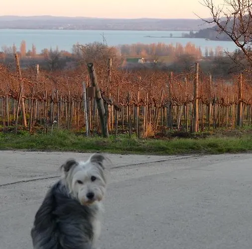 Koczor Winery & Guest house Balatonfured