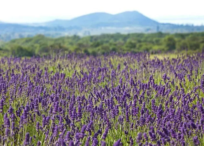 בית הארחה Koczor Winery &