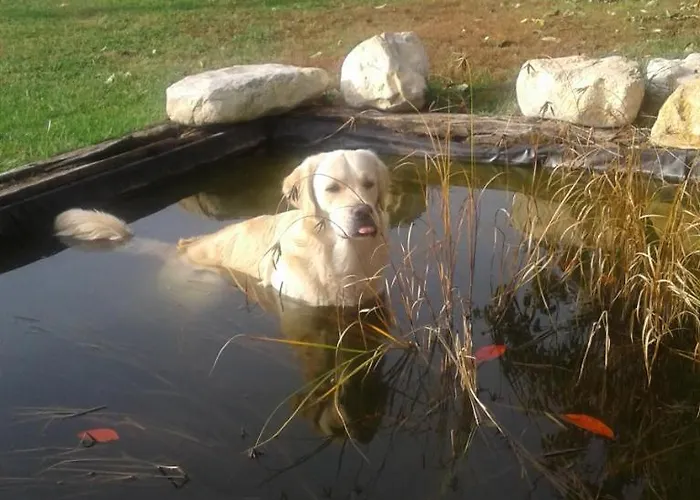 Koczor Winery & Guest house